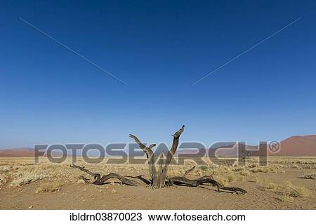 "Dead tree in the Tsauchab Valley, Sesriem, Hardap Region, Namibia, Africa" View Large Photo Image Stock Image - "Dead tree in the Tsauchab Valley, Sesriem, Hardap Region, Namibia, Africa". Fotosearch