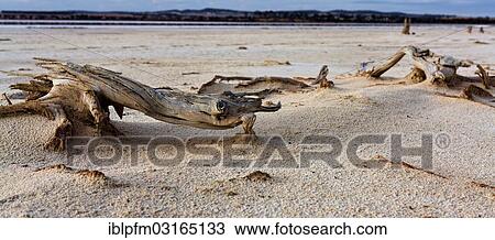 "Dead tree, Lake Ninan salt lake, Victoria Plains Shire, Western Australia, Australia, Oceania" View Large Photo Image Stock Image - "Dead tree, Lake Ninan salt lake, Victoria Plains Shire, Western Australia, Australia, Oceania". Fotosearch
