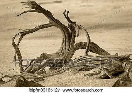 "Dead tree, Lake Ninan salt lake, Victoria Plains Shire, Western Australia, Australia, Oceania" View Large Photo Image Stock Photo - "Dead tree, Lake Ninan salt lake, Victoria Plains Shire, Western Australia, Australia, Oceania". Fotosearch