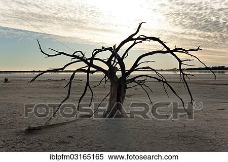 "Dead tree, Lake Ninan salt lake, Victoria Plains Shire, Western Australia, Australia, Oceania" View Large Photo Image Stock Photography - "Dead tree, Lake Ninan salt lake, Victoria Plains Shire, Western Australia, Australia, Oceania". Fotosearch