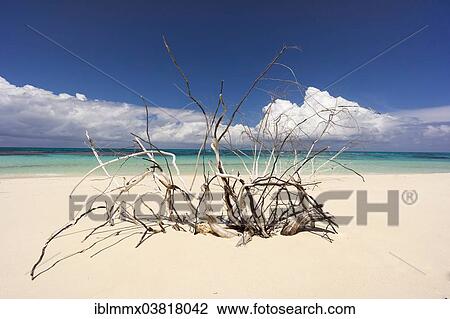 "Dead tree on a beach, Denis Island, Seychelles, Africa" View Large Photo Image Stock Image - "Dead tree on a beach, Denis Island, Seychelles, Africa". Fotosearch