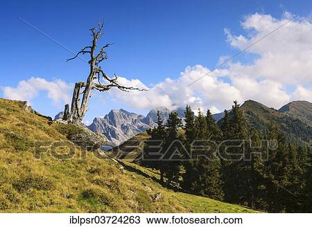 "Dead tree on a ridge, Kalkkoegel Mountains, Salfein, Tyrolean Oberland, Tyrol, Austria, Europe" View Large Photo Image Stock Image - "Dead tree on a ridge, Kalkkoegel Mountains, Salfein, Tyrolean Oberland, Tyrol, Austria, Europe". Fotosearch