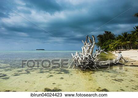 "Dead tree on Micro beach, Garapan, Saipan, Northern Mariana Islands, Oceania" View Large Photo Image Stock Image - "Dead tree on Micro beach, Garapan, Saipan, Northern Mariana Islands, Oceania". Fotosearch