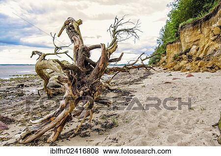 Dead tree on the beach of Poel island, Mecklenburg-Western Pomerania, Germany, Europe View Large Photo Image Stock Photo - Dead tree on the beach of Poel island, Mecklenburg-Western Pomerania, Germany, Europe. Fotosearch