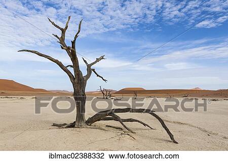 "Dead trees and dry soil in Deadvlei, Sossusvlei, Namib Desert, Namib Naukluft Park, Namibia, Africa" View Large Photo Image Stock Image - "Dead trees and dry soil in Deadvlei, Sossusvlei, Namib Desert, Namib Naukluft Park, Namibia, Africa". Fotosearch