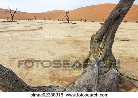 Stock Photo - "Dead trees and dry soil in Deadvlei, Sossusvlei, Namib Desert, Namib Naukluft Park, Namibia, Africa". Fotosearch