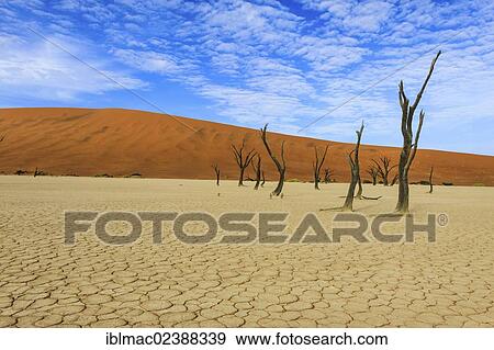 Stock Photo - "Dead trees and dry soil in Deadvlei, Sossusvlei, Namib Desert, Namib Naukluft Park, Namibia, Africa". Fotosearch