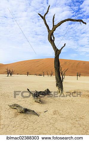 "Dead trees and dunes in Deadvlei, Sossusvlei, Namib Desert, Namib Naukluft Park, Namibia, Africa" View Large Photo Image Stock Image - "Dead trees and dunes in Deadvlei, Sossusvlei, Namib Desert, Namib Naukluft Park, Namibia, Africa". Fotosearch