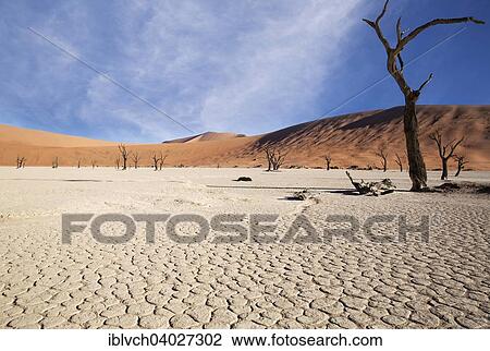 "Dead trees and parched earth, Deadvlei, Sossusvlei, Namibia, Africa" View Large Photo Image Stock Image - "Dead trees and parched earth, Deadvlei, Sossusvlei, Namibia, Africa". Fotosearch