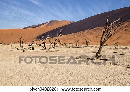"Dead trees, Deadvlei, Sossusvlei, Namibia, Africa" View Large Photo Image Stock Image - "Dead trees, Deadvlei, Sossusvlei, Namibia, Africa". Fotosearch