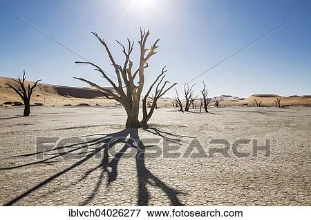 "Dead trees, Deadvlei, Sossusvlei, Namibia, Africa" View Large Photo Image Stock Photo - "Dead trees, Deadvlei, Sossusvlei, Namibia, Africa". Fotosearch