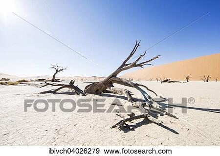 "Dead trees, Deadvlei, Sossusvlei, Namibia, Africa" View Large Photo Image Stock Photo - "Dead trees, Deadvlei, Sossusvlei, Namibia, Africa". Fotosearch