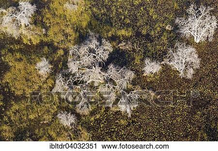 Stock Image - "Dead trees in a freshwater marsh, aerial view, Okavango Delta, Botswana, Africa". Fotosearch