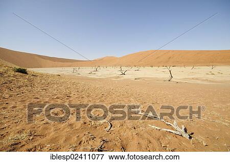 Stock Photo - "Dead trees in a parched clay pan in front of red dunes, Deadvlei, Sossusvlei, Namib Desert, Namib Naukluft Park, Namibia, Africa". Fotosearch
