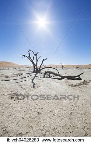 "Dead trees in backlight, Deadvlei, Sossusvlei, Namibia, Africa" View Large Photo Image Stock Image - "Dead trees in backlight, Deadvlei, Sossusvlei, Namibia, Africa". Fotosearch