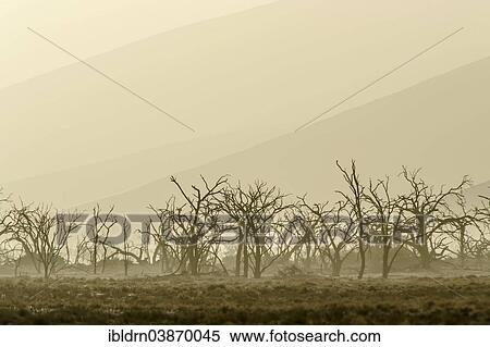"Dead trees in blistering heat, in front of sand dunes in the Tsauchab Valley, Sesriem, Hardap Region, Namibia, Africa" View Large Photo Image Stock Photography - "Dead trees in blistering heat, in front of sand dunes in the Tsauchab Valley, Sesriem, Hardap Region, Namibia, Africa". Fotosearch