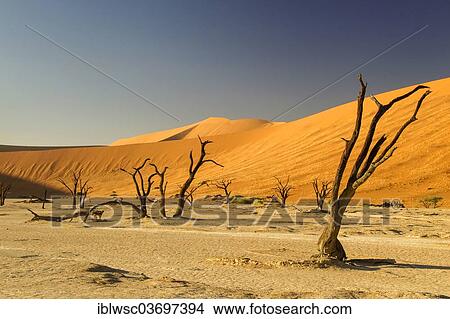 Picture - "Dead trees in front of a sand dune in the evening light, Sossusvlei, Namib Desert, Namib Naukluft Park, Namibia, Africa". Fotosearch