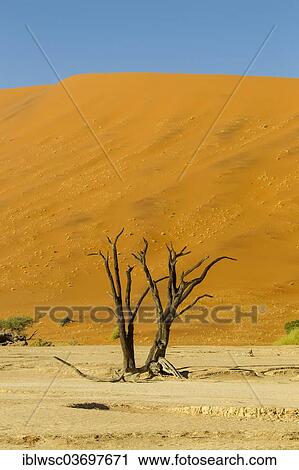 Stock Image - "Dead trees in front of a sand dune, Sossusvlei, Namib Desert, Namib Naukluft Park, Namibia, Africa". Fotosearch