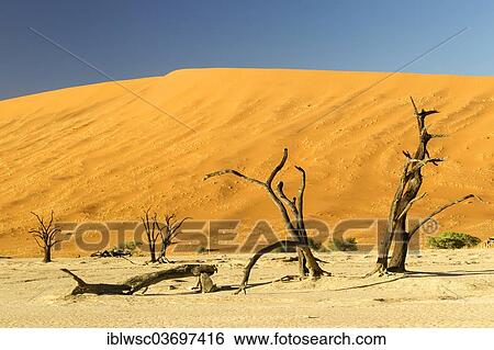 Stock Photograph - "Dead trees in front of a sand dune, Deadvlei, Sossusvlei, Namib-Naukluft Park, Namib Desert, Namibia, Africa". Fotosearch