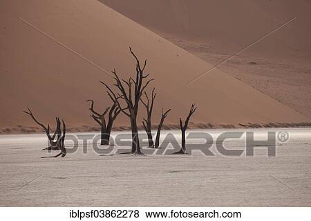 "Dead trees in the Dead Vlei desert, Namib-Naukluft National Park‬, Skeleton Coast National Park, Hardap Region, Namibia, Africa" View Large Photo Image Stock Photo - "Dead trees in the Dead Vlei desert, Namib-Naukluft National Park‬, Skeleton Coast National Park, Hardap Region, Namibia, Africa". Fotosearch