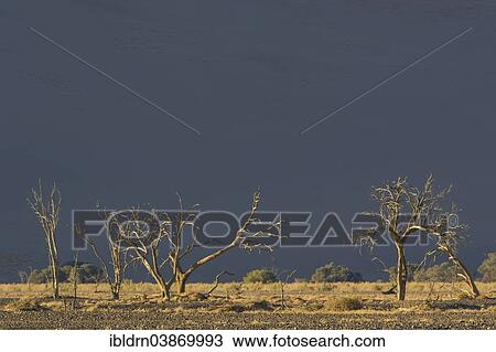"Dead trees in the Tsauchab Valley, Sesriem, Hardap Region, Namibia, Africa" View Large Photo Image Stock Image - "Dead trees in the Tsauchab Valley, Sesriem, Hardap Region, Namibia, Africa". Fotosearch