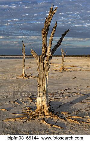 "Dead trees, Lake Ninan salt lake, Victoria Plains Shire, Western Australia, Australia, Oceania" View Large Photo Image Picture - "Dead trees, Lake Ninan salt lake, Victoria Plains Shire, Western Australia, Australia, Oceania". Fotosearch