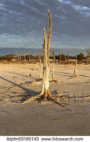 Stock Image - "Dead trees, Lake Ninan salt lake, Victoria Plains Shire, Western Australia, Australia, Oceania". Fotosearch