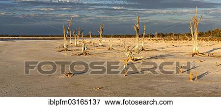 Stock Photo - "Dead trees, Lake Ninan salt lake, Victoria Plains Shire, Western Australia, Australia, Oceania". Fotosearch
