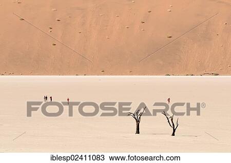 "Dead trees on a parched clay pan in front of red dunes, Deadvlei, Sossusvlei, Namib Desert, Namib Naukluft Park, Namibia, Africa" View Large Photo Image Stock Image - "Dead trees on a parched clay pan in front of red dunes, Deadvlei, Sossusvlei, Namib Desert, Namib Naukluft Park, Namibia, Africa". Fotosearch
