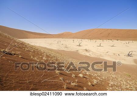 "Dead trees on a parched clay pan surrounded by red dunes, Deadvlei, Sossusvlei, Namib Desert, Namib Naukluft Park, Namibia, Africa" View Large Photo Image Stock Image - "Dead trees on a parched clay pan surrounded by red dunes, Deadvlei, Sossusvlei, Namib Desert, Namib Naukluft Park, Namibia, Africa". Fotosearch