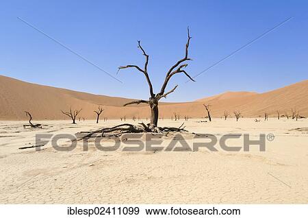 "Dead trees on parched clay pan before red dune landscape, Deadvlei, Sossusvlei, Namib Desert, Namib Naukluft Park, Namibia, Africa" View Large Photo Image Stock Photo - "Dead trees on parched clay pan before red dune landscape, Deadvlei, Sossusvlei, Namib Desert, Namib Naukluft Park, Namibia, Africa". Fotosearch