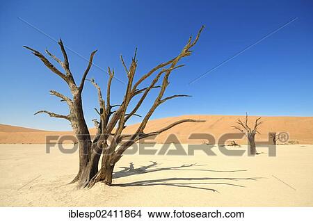Picture - Dead trees on parched clay pan in front of red dunes, Deadvlei, Sossusvlei, Namib-Naukluft Park, Namib Desert, Namibia, Africa. Fotosearch