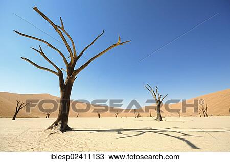 "Dead trees on parched clay pan in front of red dunes, Deadvlei, Sossusvlei, Namib-Naukluft Park, Namib Desert, Namibia, Africa" View Large Photo Image Stock Image - "Dead trees on parched clay pan in front of red dunes, Deadvlei, Sossusvlei, Namib-Naukluft Park, Namib Desert, Namibia, Africa". Fotosearch
