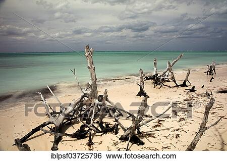 Stock Photograph - "Dead trees on the beach, Cayo Levisa, Pinar del Rio Province, Cuba, North America". Fotosearch