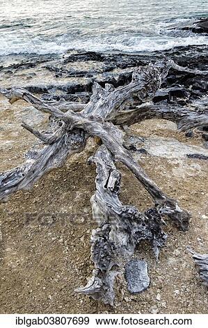 "Dead trees on the beach, Galapagos Islands, Ecuador, South America" View Large Photo Image Stock Photo - "Dead trees on the beach, Galapagos Islands, Ecuador, South America". Fotosearch