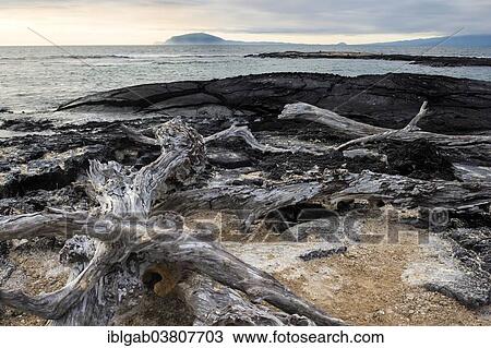 "Dead trees on the beach, Punta Espinoza, Fernandina Island, Galapagos Islands, Ecuador, South America" View Large Photo Image Stock Image - "Dead trees on the beach, Punta Espinoza, Fernandina Island, Galapagos Islands, Ecuador, South America". Fotosearch