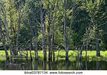 "Dead trees on the moor lake in the Seachtn kettle-hole mire in Andechs, Oberbayern, Bavaria, Germany, Europe" View Large Photo Image Picture - "Dead trees on the moor lake in the Seachtn kettle-hole mire in Andechs, Oberbayern, Bavaria, Germany, Europe". Fotosearch
