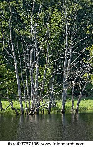 "Dead trees on the moor lake in the Seachtn kettle-hole mire in Andechs, Oberbayern, Bavaria, Germany, Europe" View Large Photo Image Stock Photography - "Dead trees on the moor lake in the Seachtn kettle-hole mire in Andechs, Oberbayern, Bavaria, Germany, Europe". Fotosearch