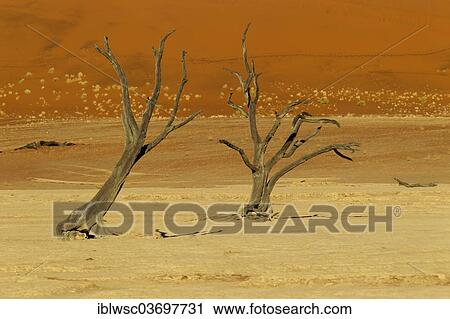 "Dead trees, Sossusvlei, Namib Desert, Namib Naukluft Park, Namibia, Africa" View Large Photo Image Stock Image - "Dead trees, Sossusvlei, Namib Desert, Namib Naukluft Park, Namibia, Africa". Fotosearch