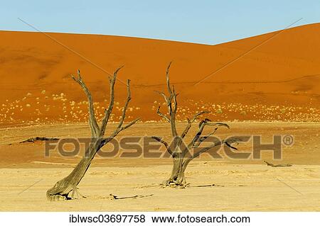 "Dead trees, Sossusvlei, Namib Desert, Namib Naukluft Park, Namibia, Africa" View Large Photo Image Stock Photo - "Dead trees, Sossusvlei, Namib Desert, Namib Naukluft Park, Namibia, Africa". Fotosearch