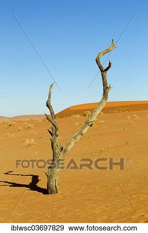"Dead trees, Sossusvlei, Namib Desert, Namib Naukluft Park, Namibia, Africa" View Large Photo Image Stock Photo - "Dead trees, Sossusvlei, Namib Desert, Namib Naukluft Park, Namibia, Africa". Fotosearch