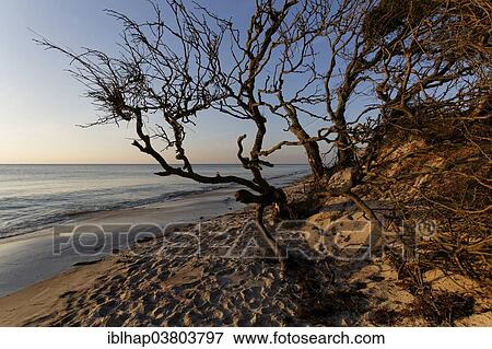 "Dead trees, west beach, Darss, Western Pomerania Lagoon Area National Park, Mecklenburg-Vorpommern, Germany, Europe" View Large Photo Image Stock Photo - "Dead trees, west beach, Darss, Western Pomerania Lagoon Area National Park, Mecklenburg-Vorpommern, Germany, Europe". Fotosearch