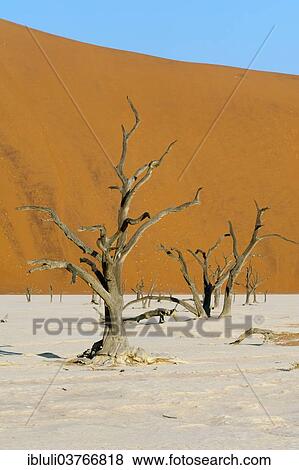 "Dead Vlei, Sossusvlei landscape with dead acacia trees and red sand dunes, Namib-Naukluft National Park, Namib Desert, Khomas Region, Namibia, Africa" View Large Photo Image Stock Photo - "Dead Vlei, Sossusvlei landscape with dead acacia trees and red sand dunes, Namib-Naukluft National Park, Namib Desert, Khomas Region, Namibia, Africa". Fotosearch