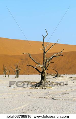 "Dead Vlei, Sossusvlei landscape with dead acacia trees and red sand dunes, Namib-Naukluft National Park, Namib Desert, Khomas Region, Namibia, Africa" View Large Photo Image Stock Photograph - "Dead Vlei, Sossusvlei landscape with dead acacia trees and red sand dunes, Namib-Naukluft National Park, Namib Desert, Khomas Region, Namibia, Africa". Fotosearch