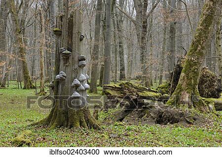 Stock Image - "Dead wood in beech forest (Fagus sylvatica) with tinder fungus (Fomes fomentarius) in spring, UNESCO World Heritage Hainich in Eisenach, Thuringia, Germany, Europe". Fotosearch