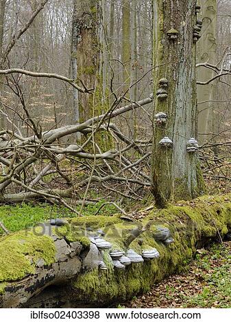 Stock Photo - "Dead wood in beech forest (Fagus sylvatica) with tinder fungus (Fomes fomentarius) in spring, UNESCO World Heritage Hainich in Eisenach, Thuringia, Germany, Europe". Fotosearch
