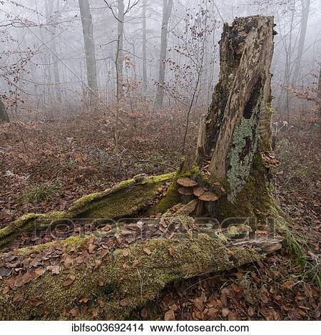"Dead wood of a fallen beech (Fagus sylvatica), Hainich National Park, Thuringia, Germany, Europe" View Large Photo Image Picture - "Dead wood of a fallen beech (Fagus sylvatica), Hainich National Park, Thuringia, Germany, Europe". Fotosearch