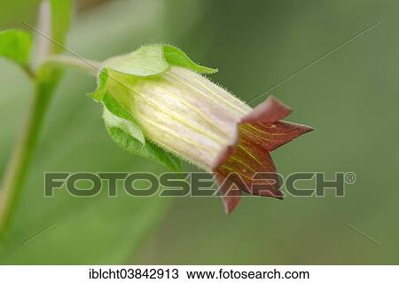 "Deadly Nightshade (Atropa belladonna), flower, North Rhine-Westphalia, Germany, Europe" View Large Photo Image Stock Image - "Deadly Nightshade (Atropa belladonna), flower, North Rhine-Westphalia, Germany, Europe". Fotosearch