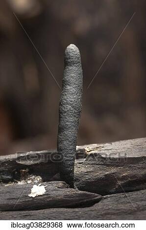 Stock Photo - "Deadman's Fingers or Dead Man's Fingers (Xylaria polymorpha), fruiting body, Hesse, Germany, Europe". Fotosearch