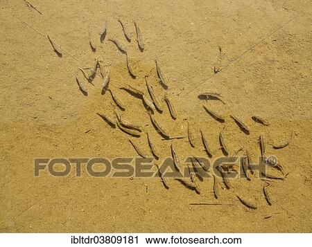 "Death Valley pupfish (Cyprinodon salinus salinus), endemic to the Salt Creek in the Death Valley, Death Valley National Park, California, USA" View Large Photo Image Stock Image - "Death Valley pupfish (Cyprinodon salinus salinus), endemic to the Salt Creek in the Death Valley, Death Valley National Park, California, USA". Fotosearch